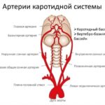 Что такое базилярная артерия и какие важные функции она выполняет?