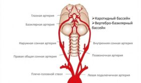 Что такое базилярная артерия и какие важные функции она выполняет?