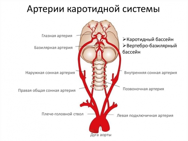 Что такое базилярная артерия и какие важные функции она выполняет?